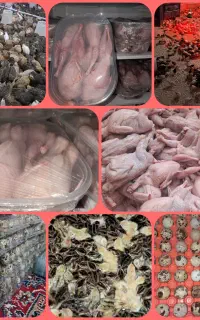 بلدرچین تخمگذار و گوشتی عمده