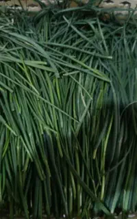سیر کوهی تازه