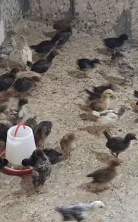 جوجه