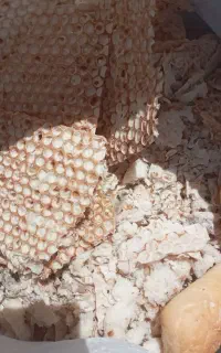نان خشک ،لواش ،بربری، فانتزی ،تافتان