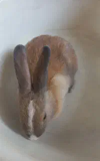 خرگوش