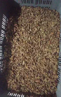 کشمش گله افتابی