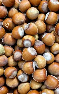 فندق