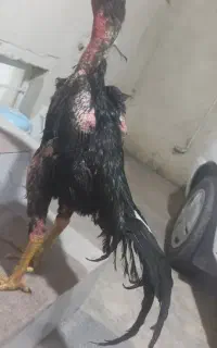 جوجه لاری اوشامو