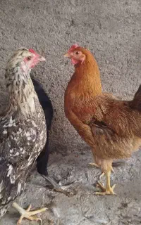 مرغ وخروس