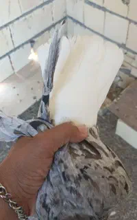 شلوار طرح عکس کفتر