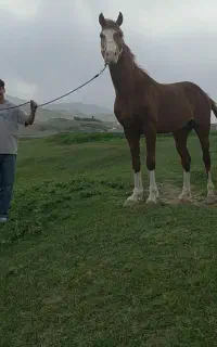 نریون کره فیصل خان حیدری