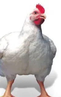 مرغ زنده تحویل درب منزل شما