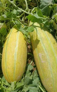 خربزه مشهدی