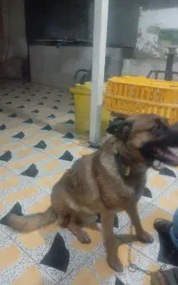 فروش سگ ژرمن مالینوز