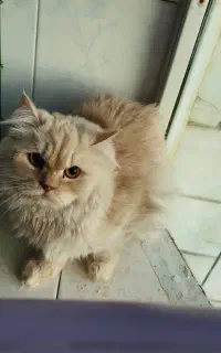 گربه اسکاتیش پرشین ماده