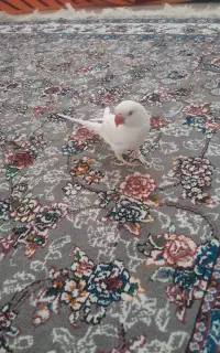 ملنگو ماده البینو