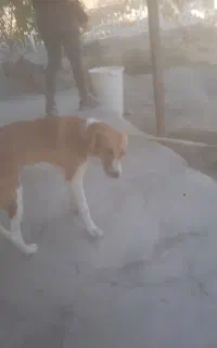 سگ گمشده نگهبان