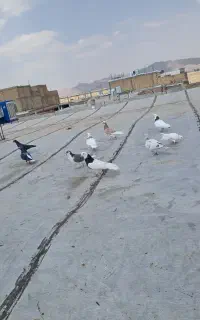 کفتر