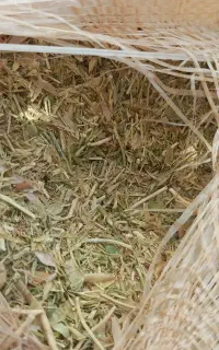 کاه عدسی