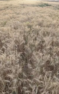 گندم آبی