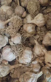 سیر محلی