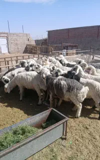 بره نر معاوضه با هیوندا