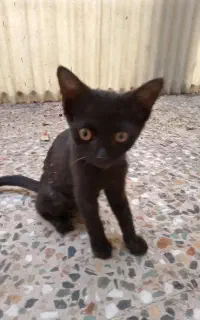 گربه
