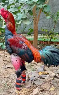 مرغ خروس لاری جوجه لاری