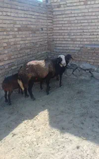 قورچ جوان افشار درجه یک