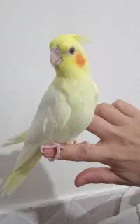 جوجه عروس هلندی