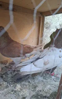 کفتر شهرستانی