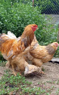 مرغ خروس برهما
