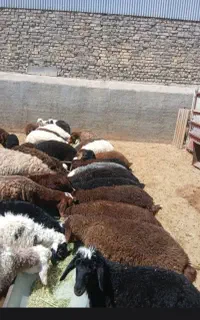 بره ومیش وشیشک