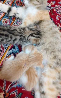 گربه خانگی سالم