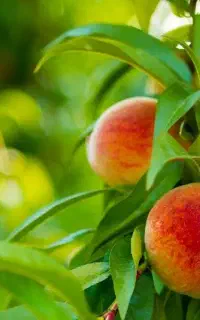 بالا رفتن 3الی 5 برابری تناژ محصولات کشاورزی