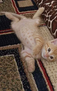 واگذاری گربه