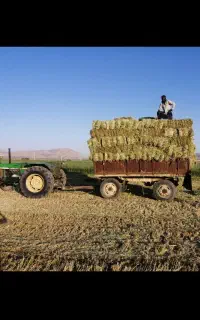تریلی رومانی جو آبی رقم ویلما