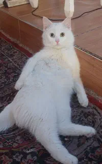 خدمات پیشه و مهارت