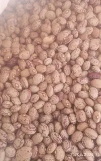 لوبیاچیتی