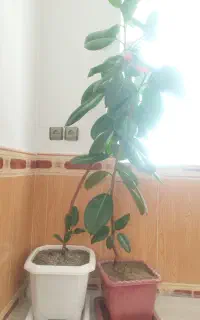 گل اپارتمانی