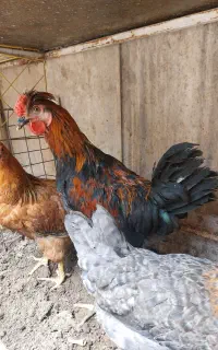 خروس رسمی چهل تاج