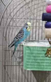 مرغ عشق