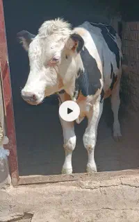 فروش گو ساله نر سمینتال