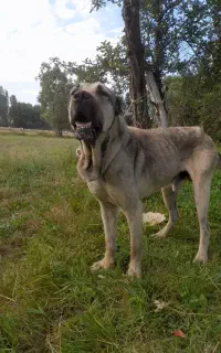 سگ سرابی