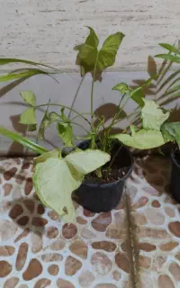 گوشی گ ل