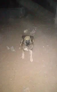 سگ گله