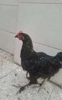 خروس برهما
