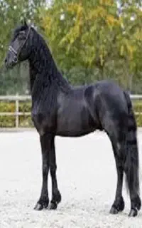 اسب