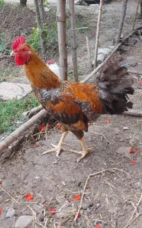 خروس محلی