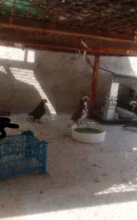 فروش ۶کبوتر