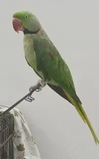 شاه طوطی