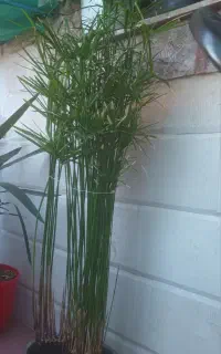 نخل مرداب
