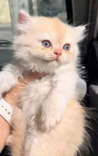 بریتیش لانگهیر کارامل ماده