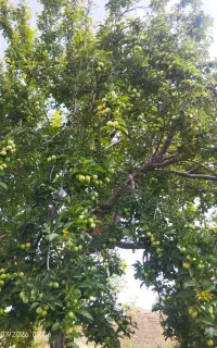 گوجه سبز کیلویی 100